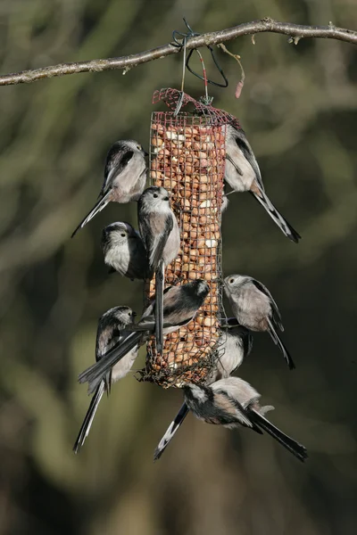 Mésange à longue queue, Aegithalos caudatus — Photo