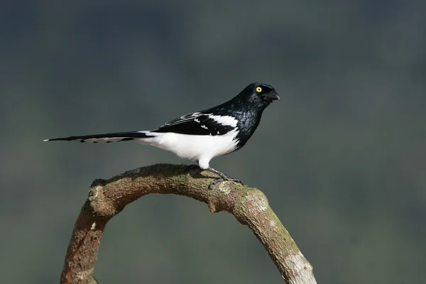 Tanager urraca, Cissopis leveriana , —  Fotos de Stock