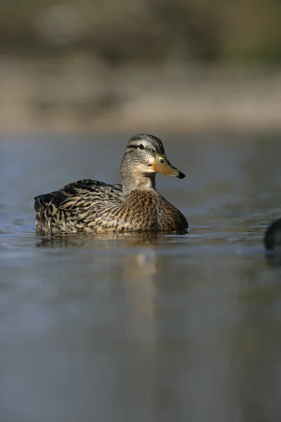 Canard colvert, anas platyrhynchos — Photo