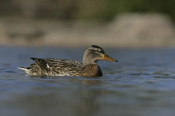 Germano reale, anas platyrhynchos — Foto Stock