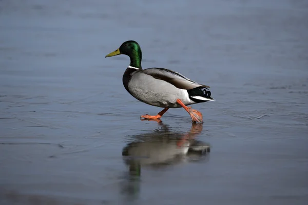 Tőkés, réce anas platyrhynchos — Stock Fotó