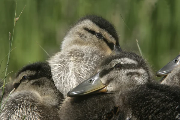 Canard colvert, anas platyrhynchos — Photo