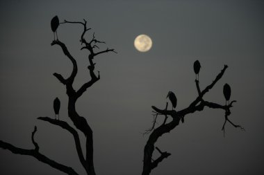 Marabou leylek, leptoptilos crumeniferus