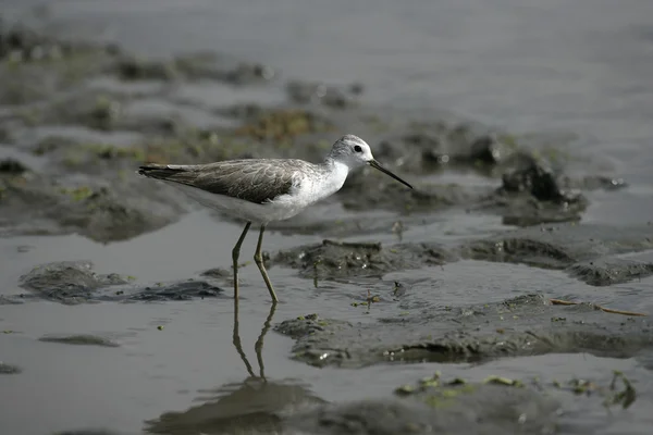 Марш sandpiper, tringa stagnatilis — стокове фото