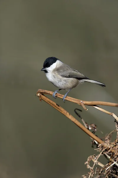 Marsh tit, Parus palustris — Stock Photo, Image