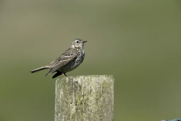 Pipit łąkowy, Anthus pratensis, — Zdjęcie stockowe