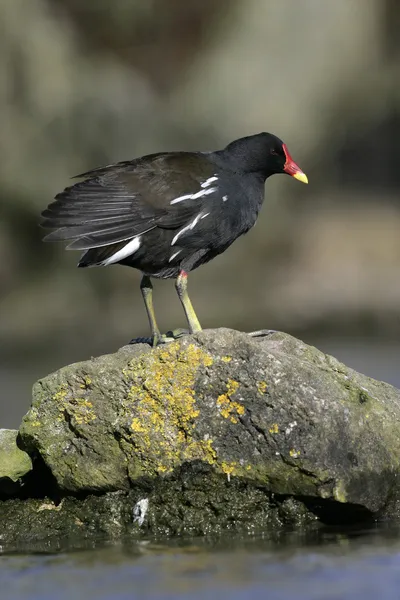 Slípka, gallinula chloropus, — Stock fotografie