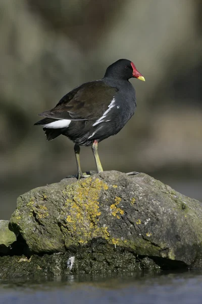 Moorhen, Gallinula chloropus, — Stock Photo, Image