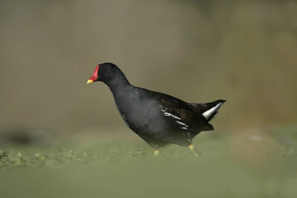 Moorhen，gallinula chloropus, — 图库照片