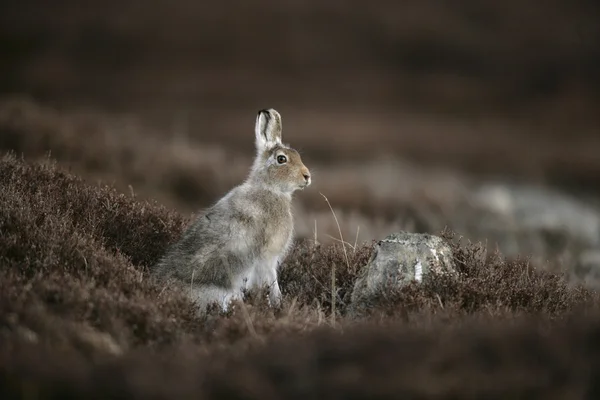 山野兔，乐普斯 timidus — 图库照片