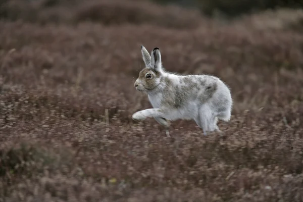 Skogsharen, lepus timidus — Stockfoto