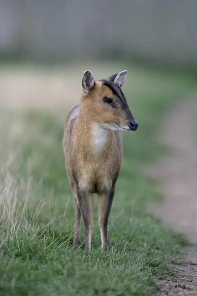 Muntjac, 36 лет, Muntiacus reevesi — стоковое фото