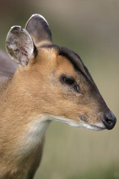 Muntjac, Muntiacus reevesi — Stock Photo, Image