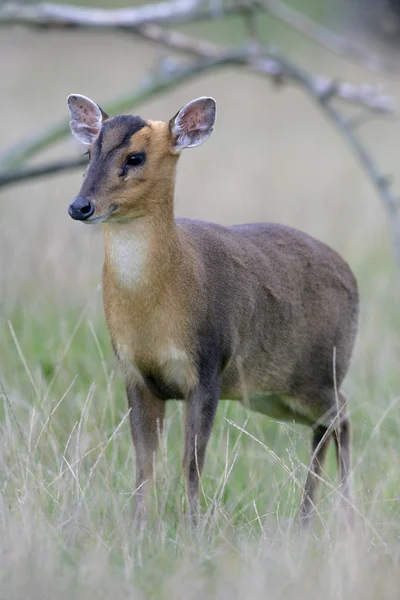 Muntjac, Muntiacus reevesi — Stock Photo, Image