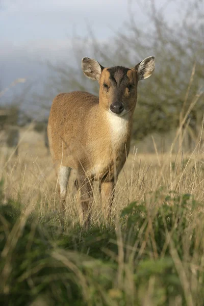 Muntjac, Muntiacus reevesi — Fotografia de Stock