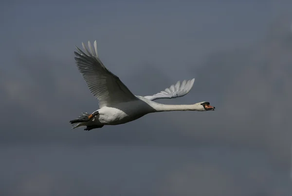 Knobbelzwaan, cygnus olor — Stockfoto