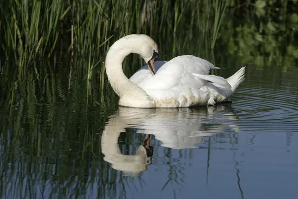 Mute swan ,Cygnus olor — Stock Photo, Image