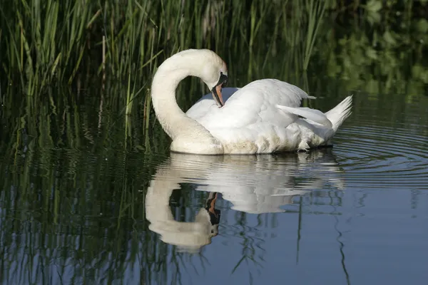 Łabędź niemy, cygnus olor — Zdjęcie stockowe