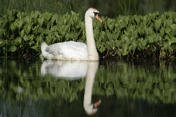 Bütykös hattyú, cygnus olor — Stock Fotó