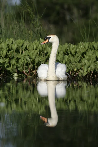 Cisne mudo, Cygnus olor —  Fotos de Stock