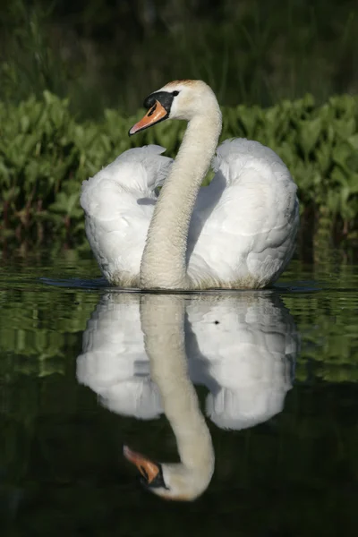 Mute swan ,Cygnus olor — Stock Photo, Image