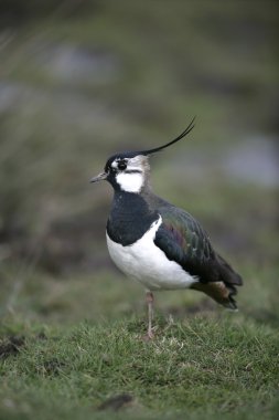 Kuzey Lapwing, Vanellus Vanellus