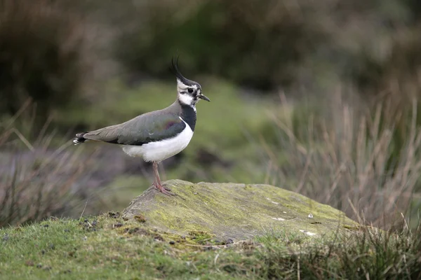 Lapwing settentrionale, Vanellus vanellus — Foto Stock