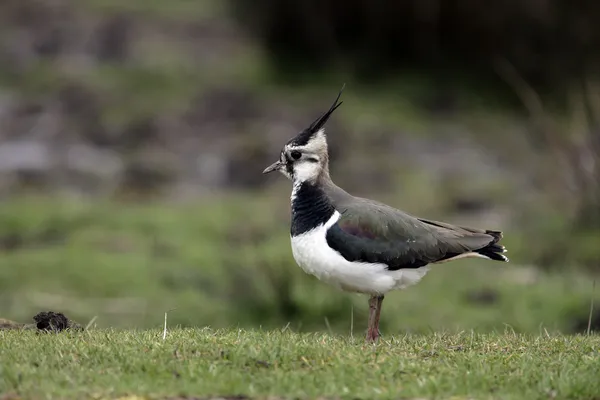 Northern lapwing, Vanellus vanellus — Stock Photo, Image