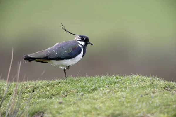 Lapwing settentrionale, Vanellus vanellus — Foto Stock