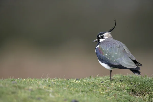 Pohjoinen Lapwing, Vanellus vanellus — kuvapankkivalokuva