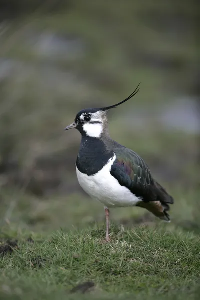 Vanneau cendré, Vanellus vanellus — Photo