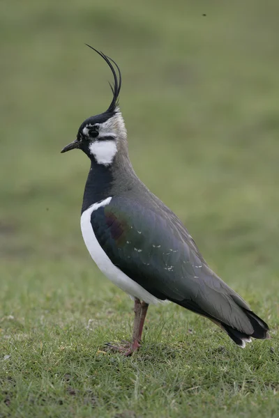 Lapwing settentrionale, Vanellus vanellus — Foto Stock