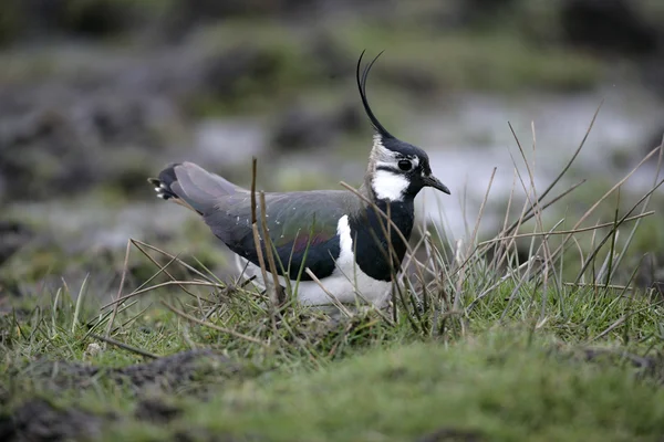 Norra Lapwing, Vanellus vanellus — Stockfoto