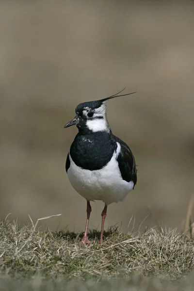 Lápis do Norte, Vanellus vanellus — Fotografia de Stock