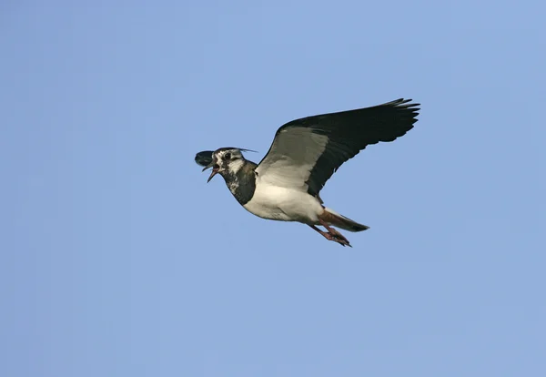 Северное крыло, Vanellus vanellus — стоковое фото