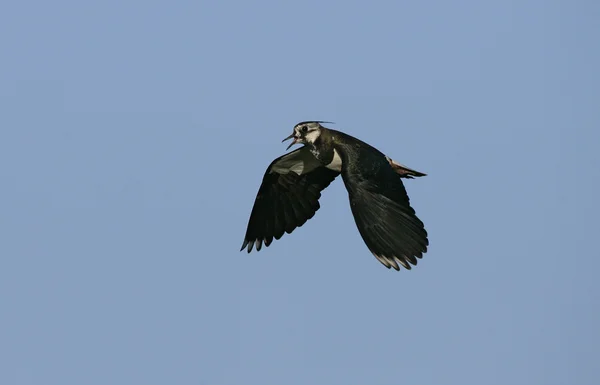 Łopatka północna, Vanellus vanellus — Zdjęcie stockowe