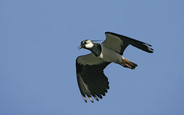 Vanneau cendré, Vanellus vanellus — Photo