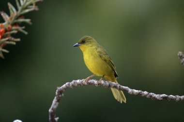 zeytin yeşili tanager, orthogonys chloricterus