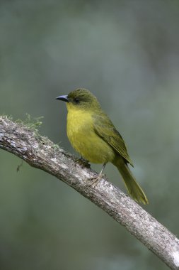 zeytin yeşili tanager, orthogonys chloricterus