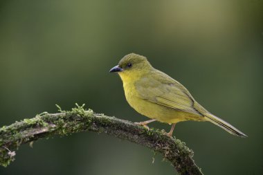 zeytin yeşili tanager, orthogonys chloricterus