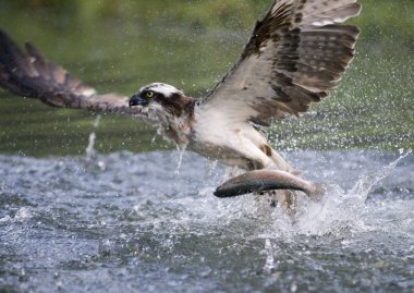 Sorguç, Pandion haliaetus