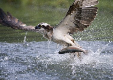 Osprey, Pandion haliaetus clipart