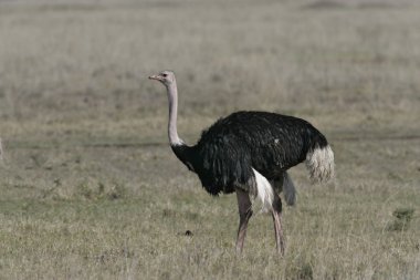devekuşu, struthio camelus