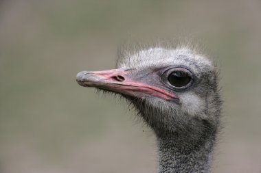 devekuşu, struthio camelus