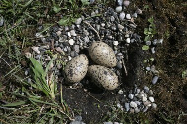 Poyraz kuşugiller, haematopus ostralegus,