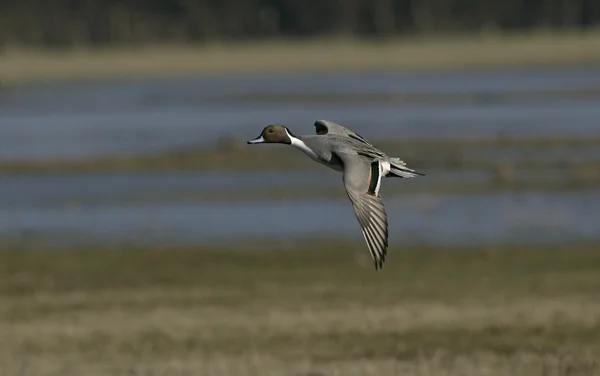 Northern pintail, Anas acuta — Stock Photo, Image