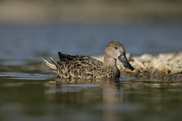 Northern shoveler. Anas clypeata — Stock Photo, Image