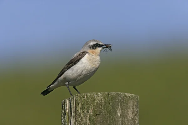 Wheatear del Norte, Oenanthe Oenanthe —  Fotos de Stock