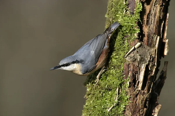 Brhlíka, sitta europaea — Stock fotografie