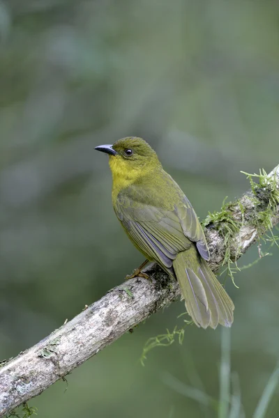 Olive-green tanager, Orthogonys chloricterus — 스톡 사진